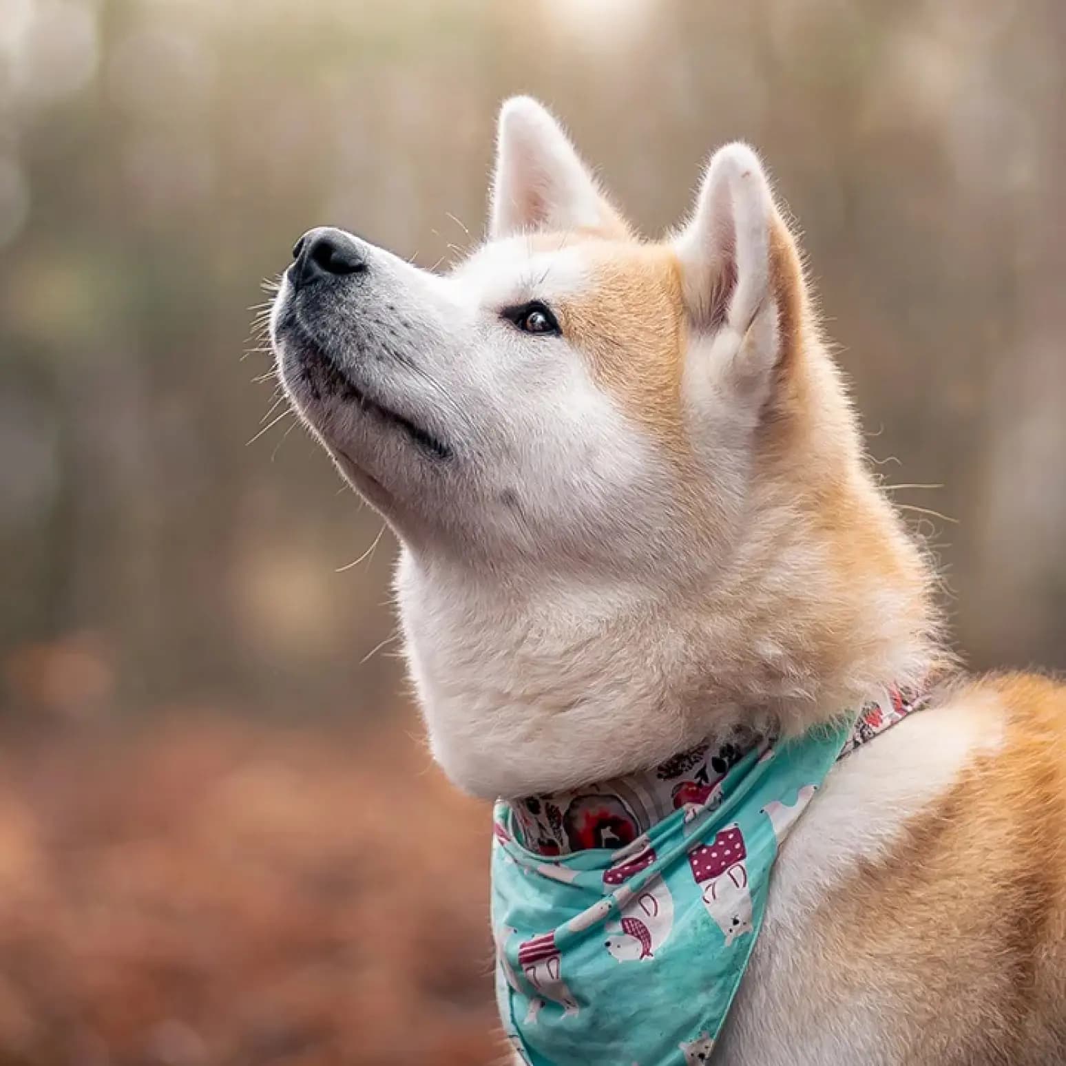 Chien Akita Inu tête vers le haut