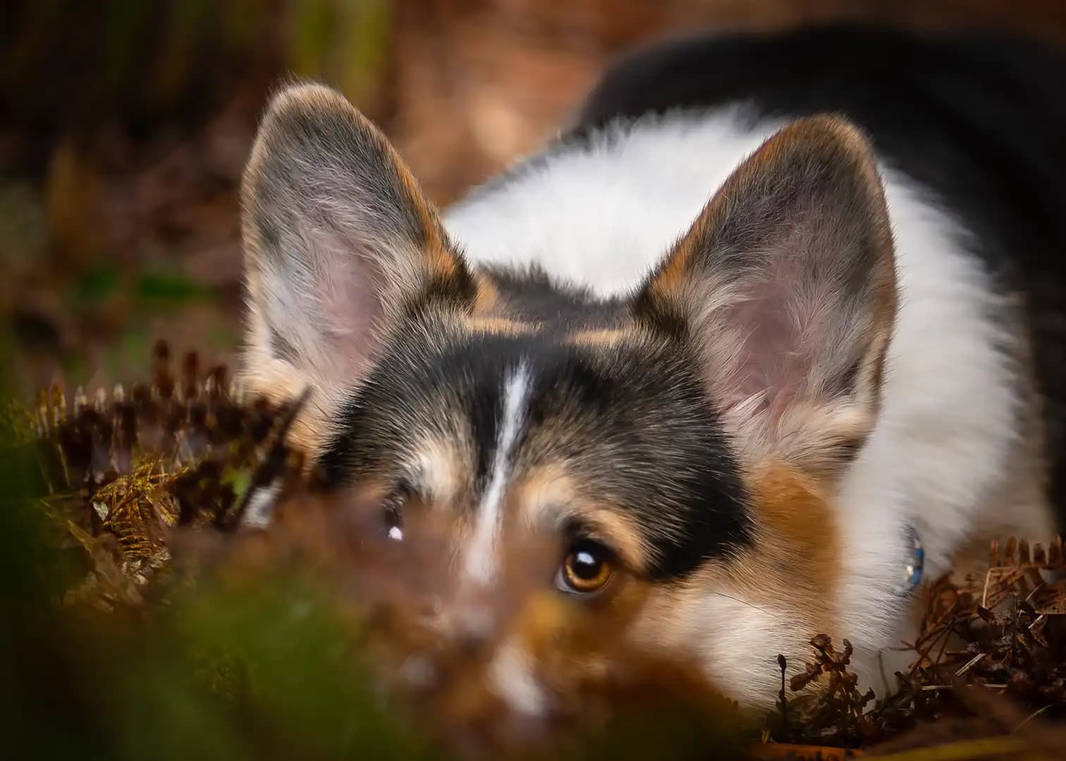 Chiot avec une coccinelle.