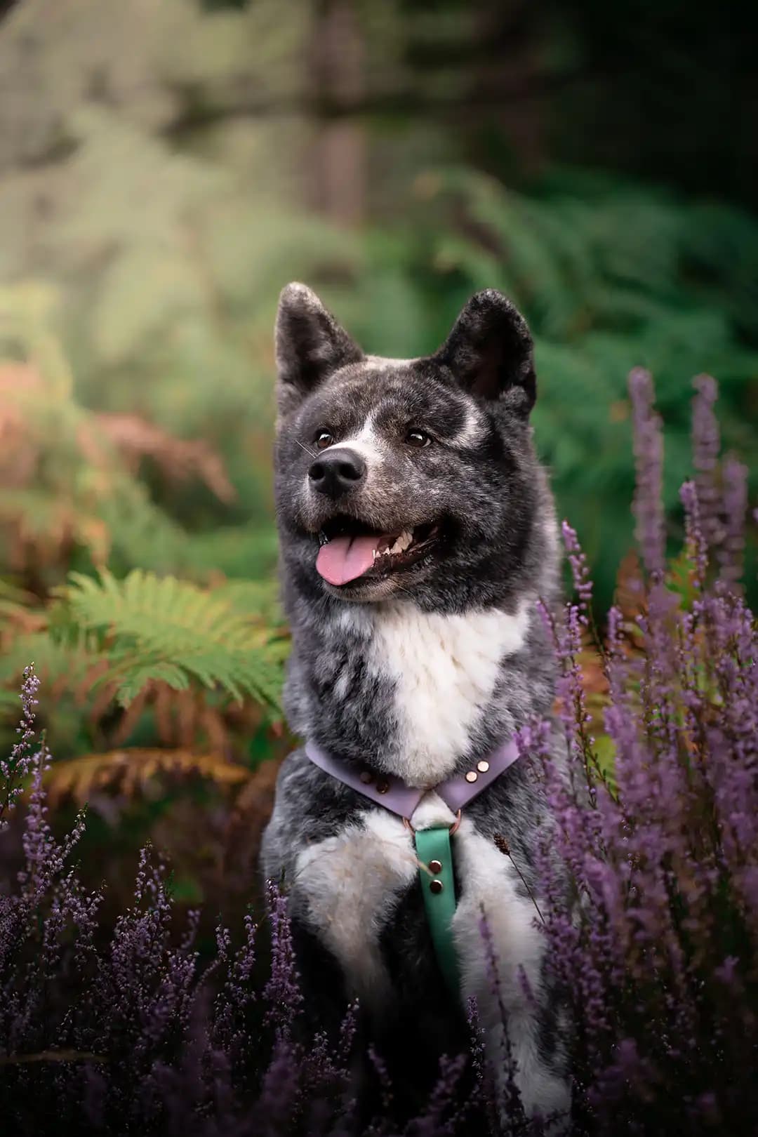 Akita Inu gris dans une forêt.