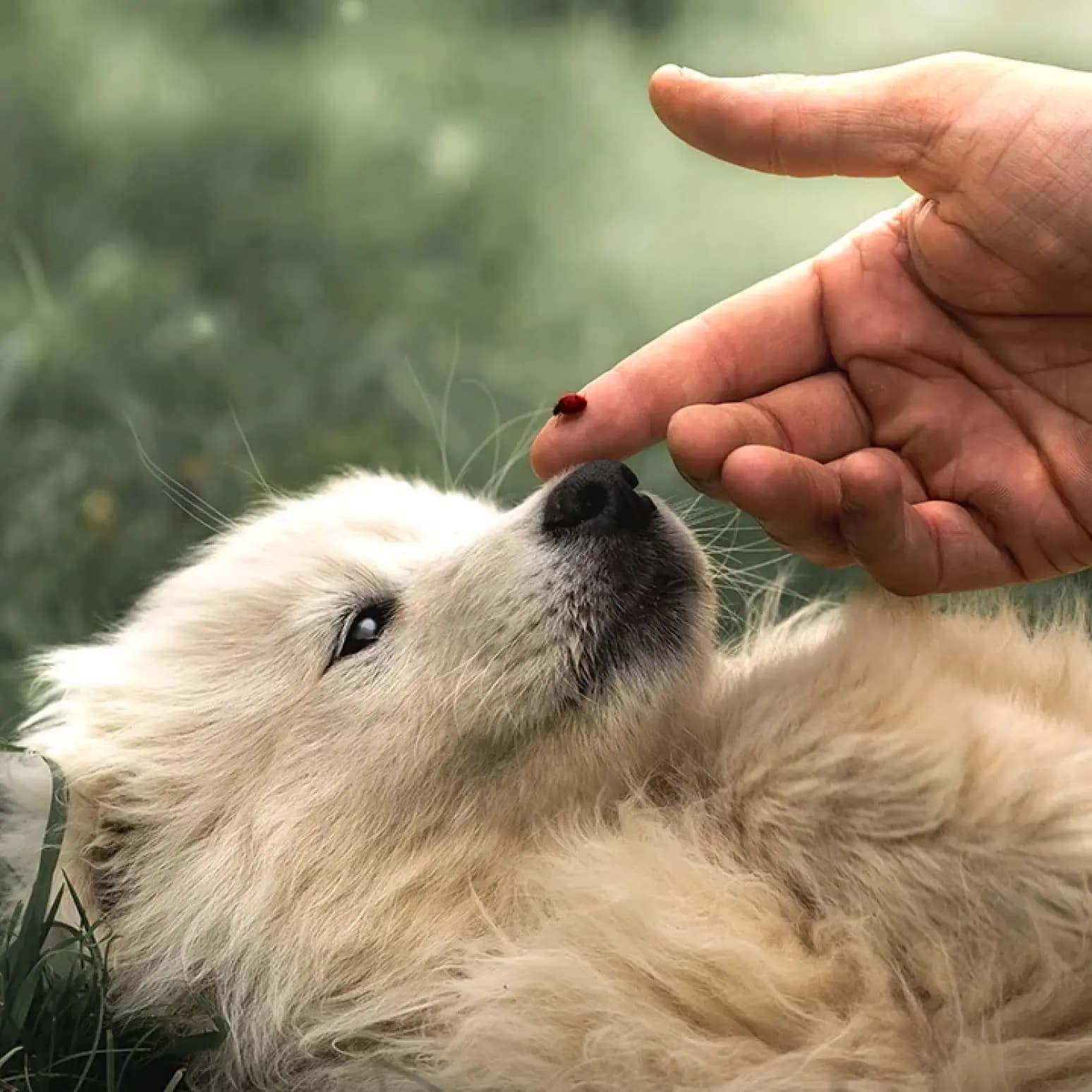 Chiot qui regarde la main de son maître