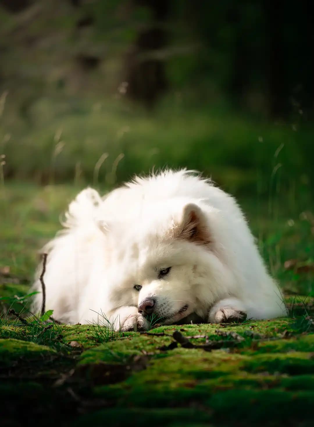 Photo d'un chien Akita Inu près d'une fontaine