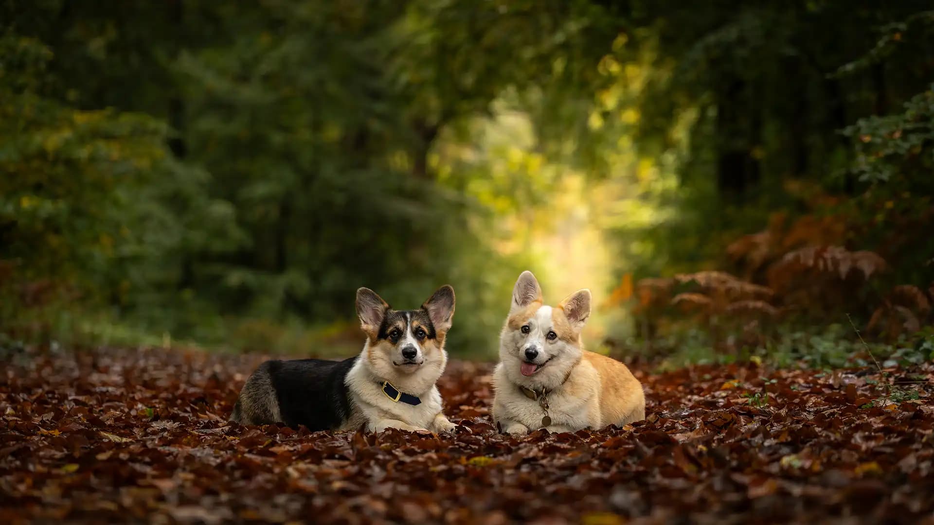 Chiot allongé dans l'herbe avec une coccinelle.