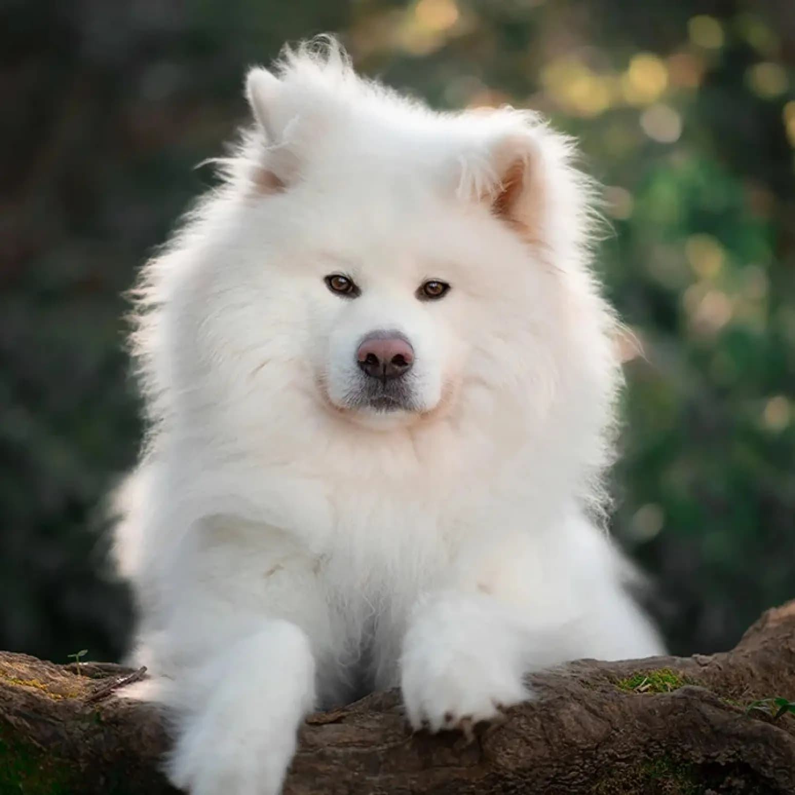 Akita Inu blanc sur un tronc d'arbre