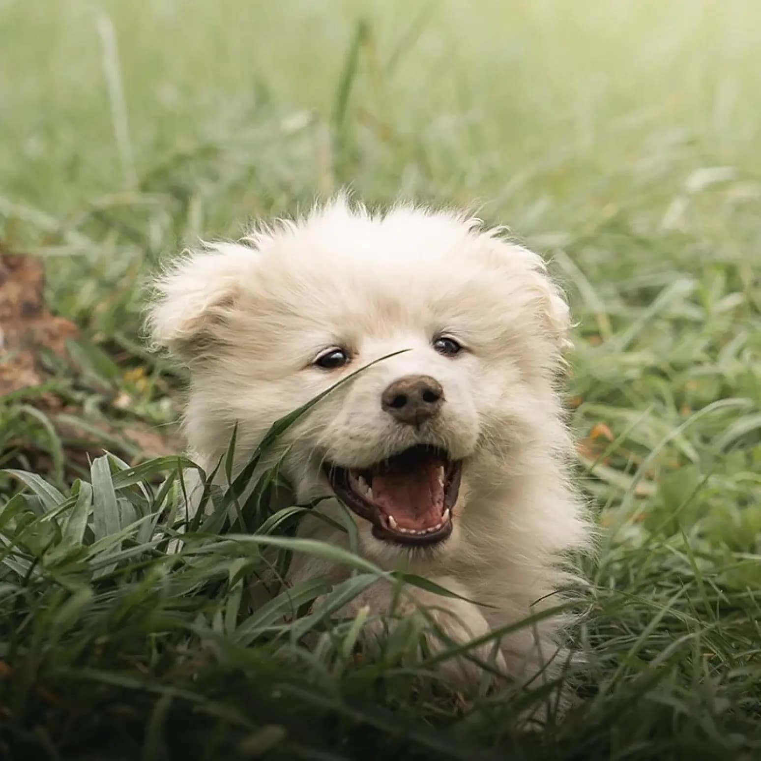 Chiot avec la gueule ouverte