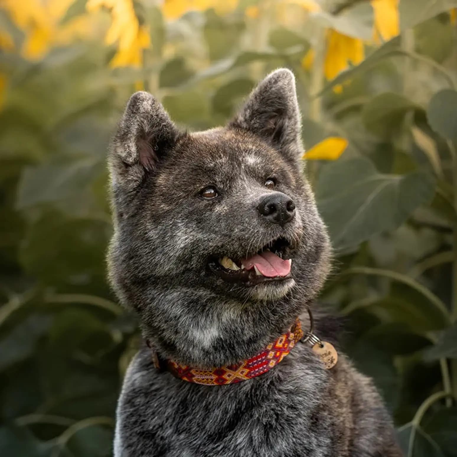 Akita Inu gris avec la gueule ouverte