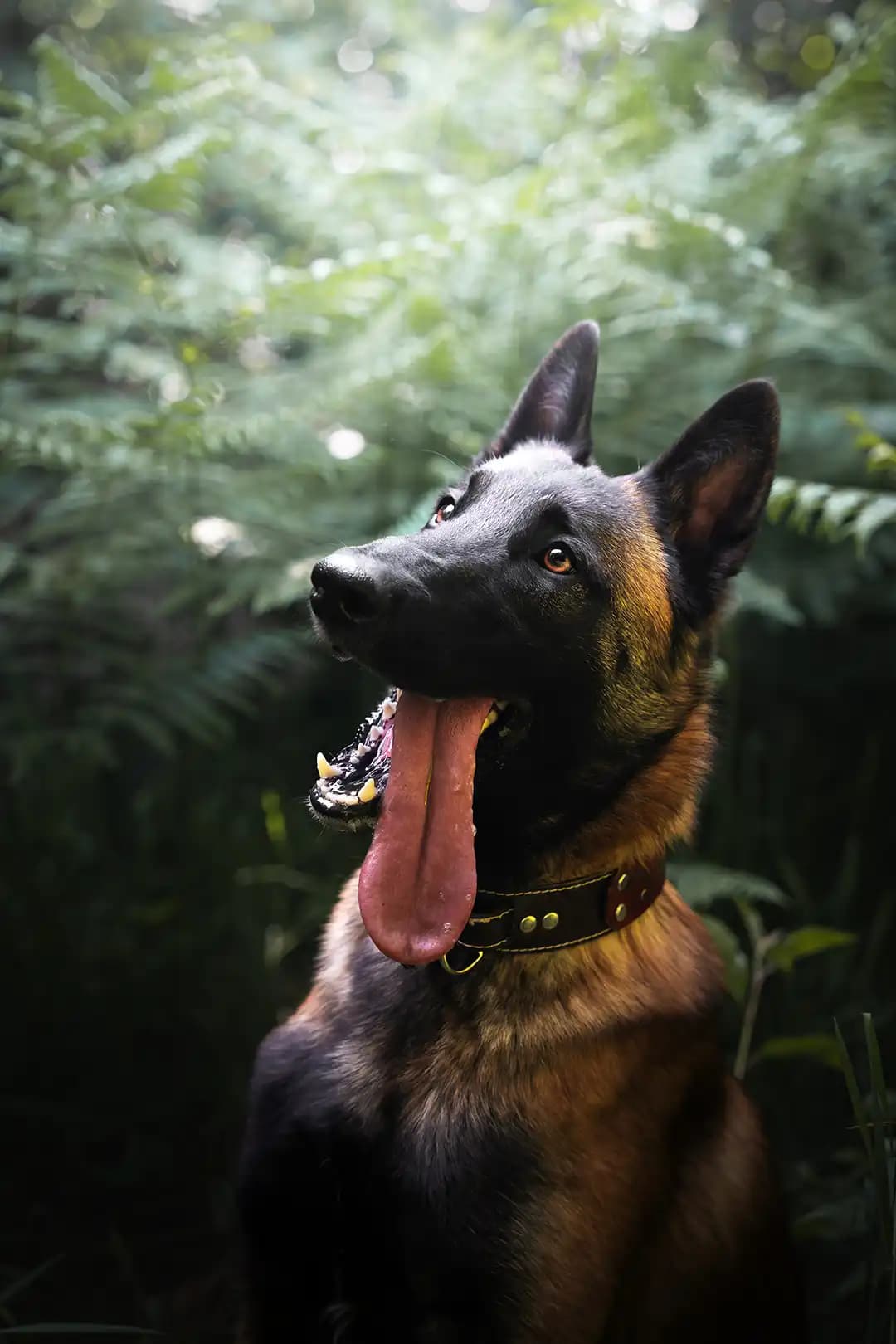 Chiot allongé dans l'herbe