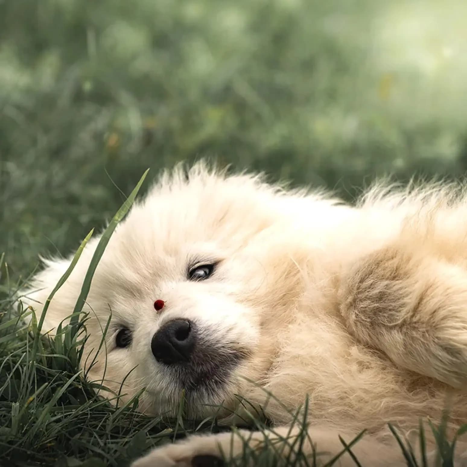 Chiot avec une coccinelle rouge sur le nez