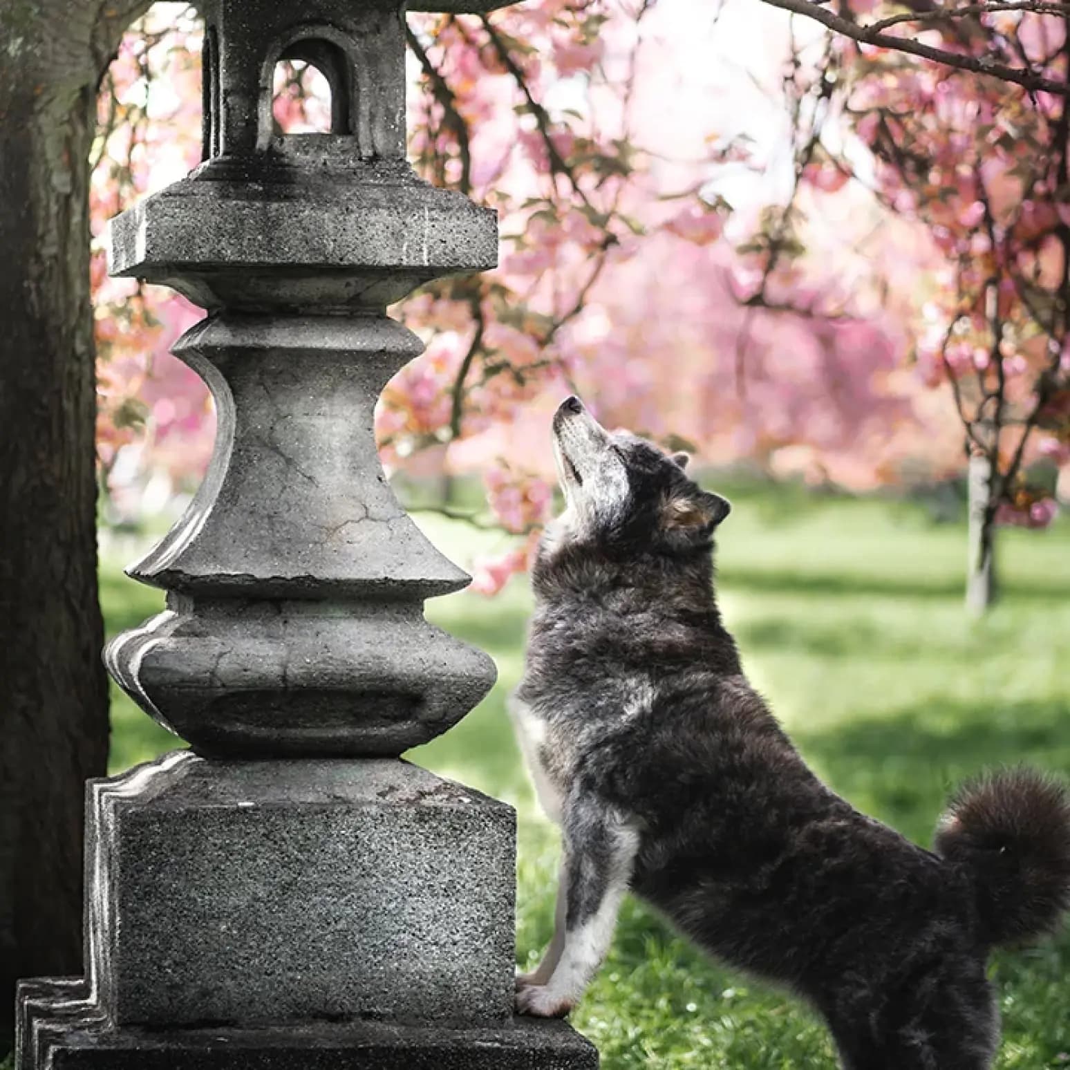 Akita Inu sur une fontainer