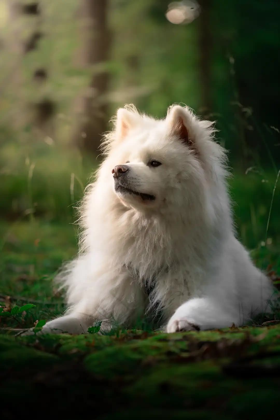 Chiot jouant dans l'herbe