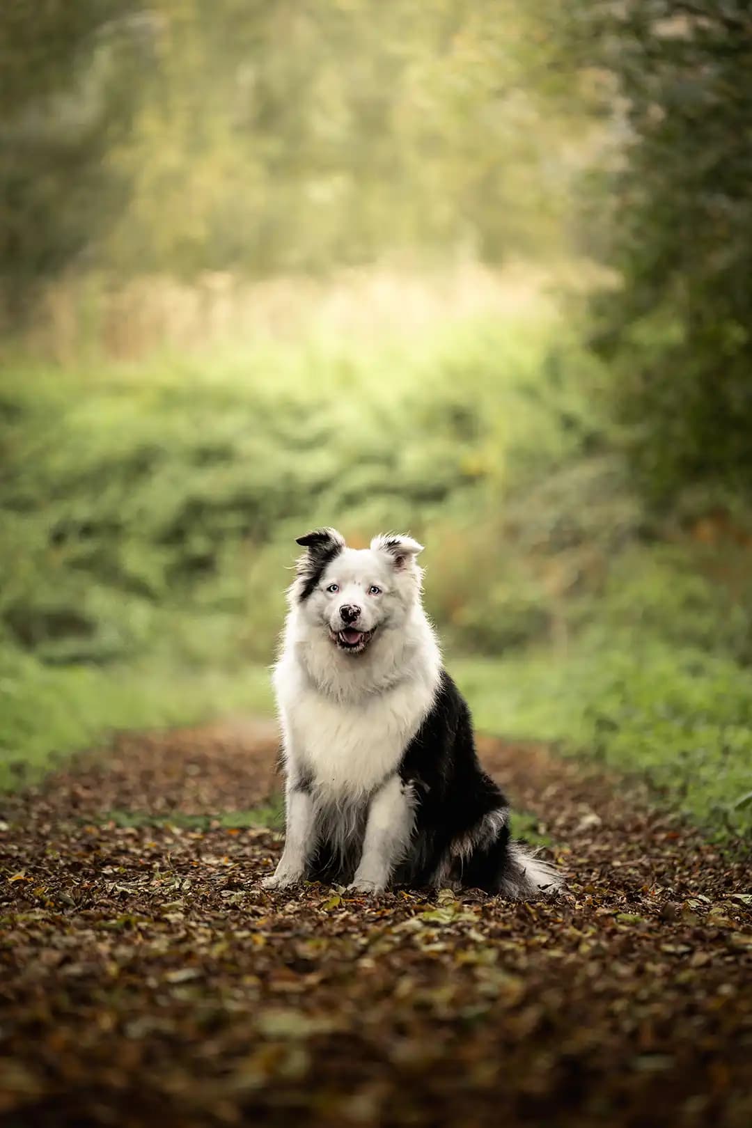 Chien blanc assis dans l'herbe