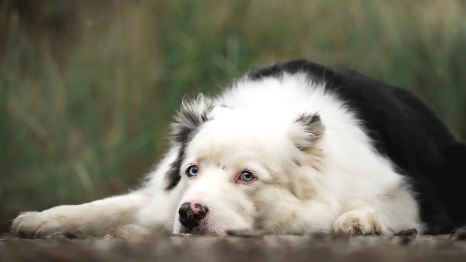 Deux chiens assis sur une route