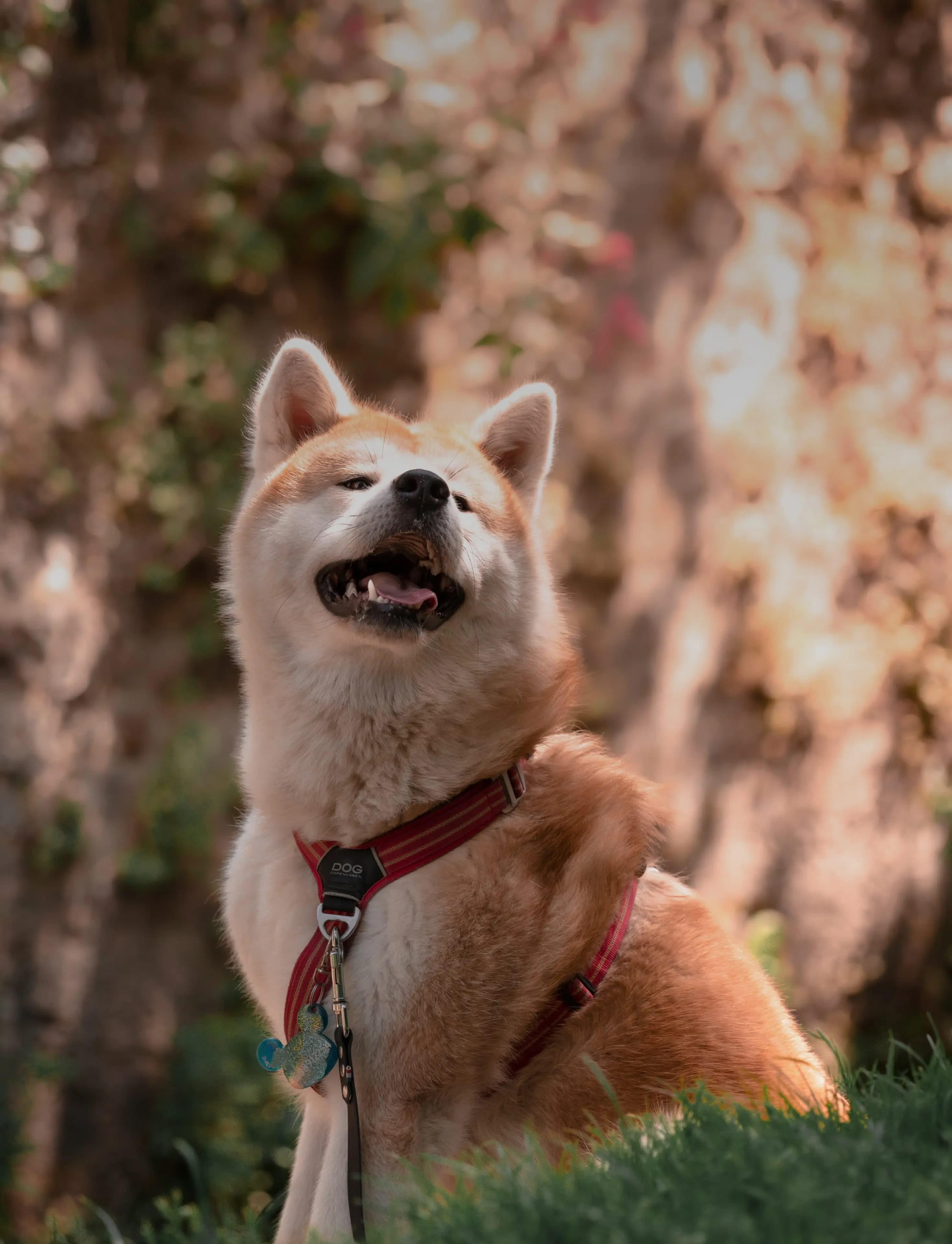 Photo d'un Akita Inu roux