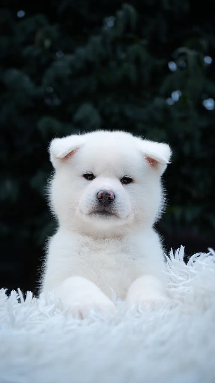 Photo d'un chiot Akita Inu blanc