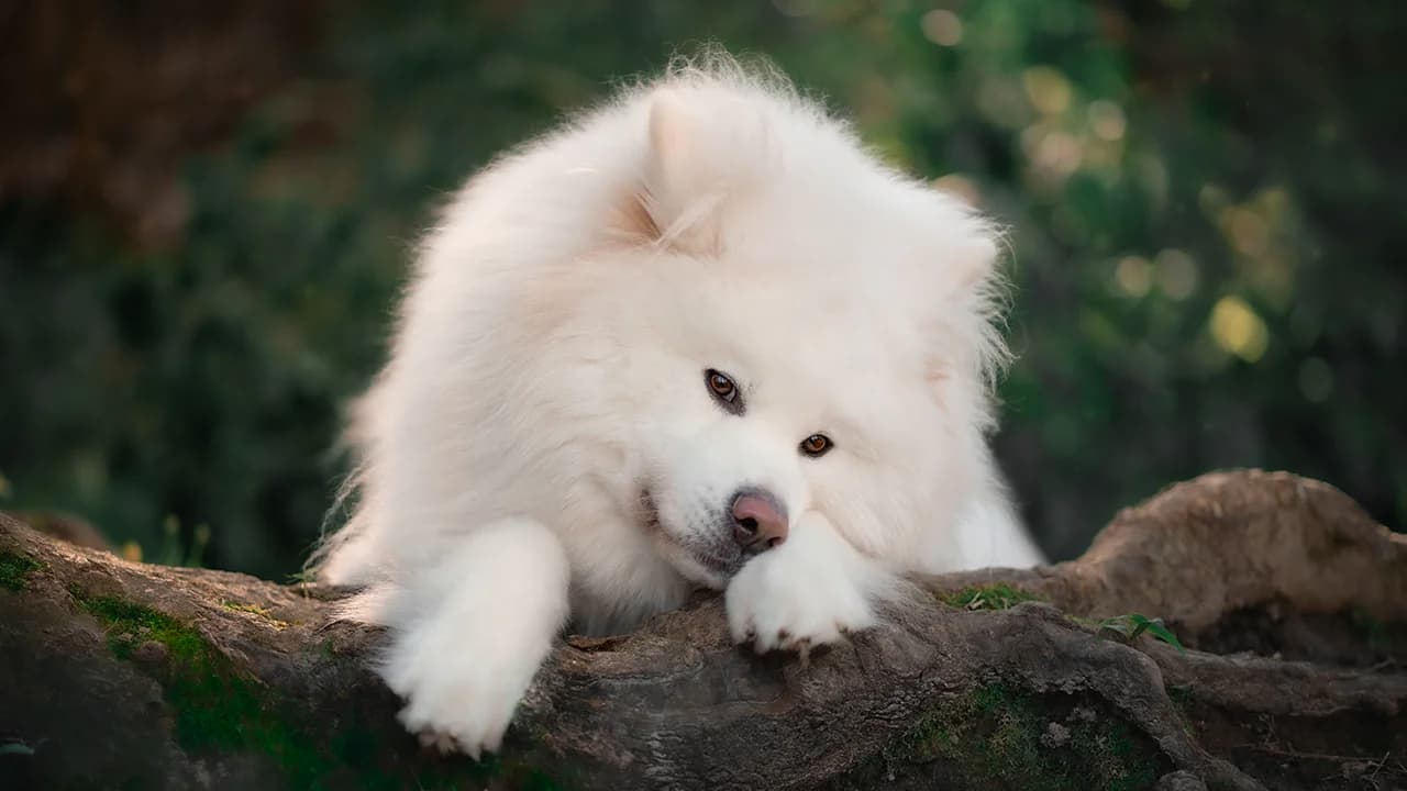 Photo d'un chien Akita Inu blanc'