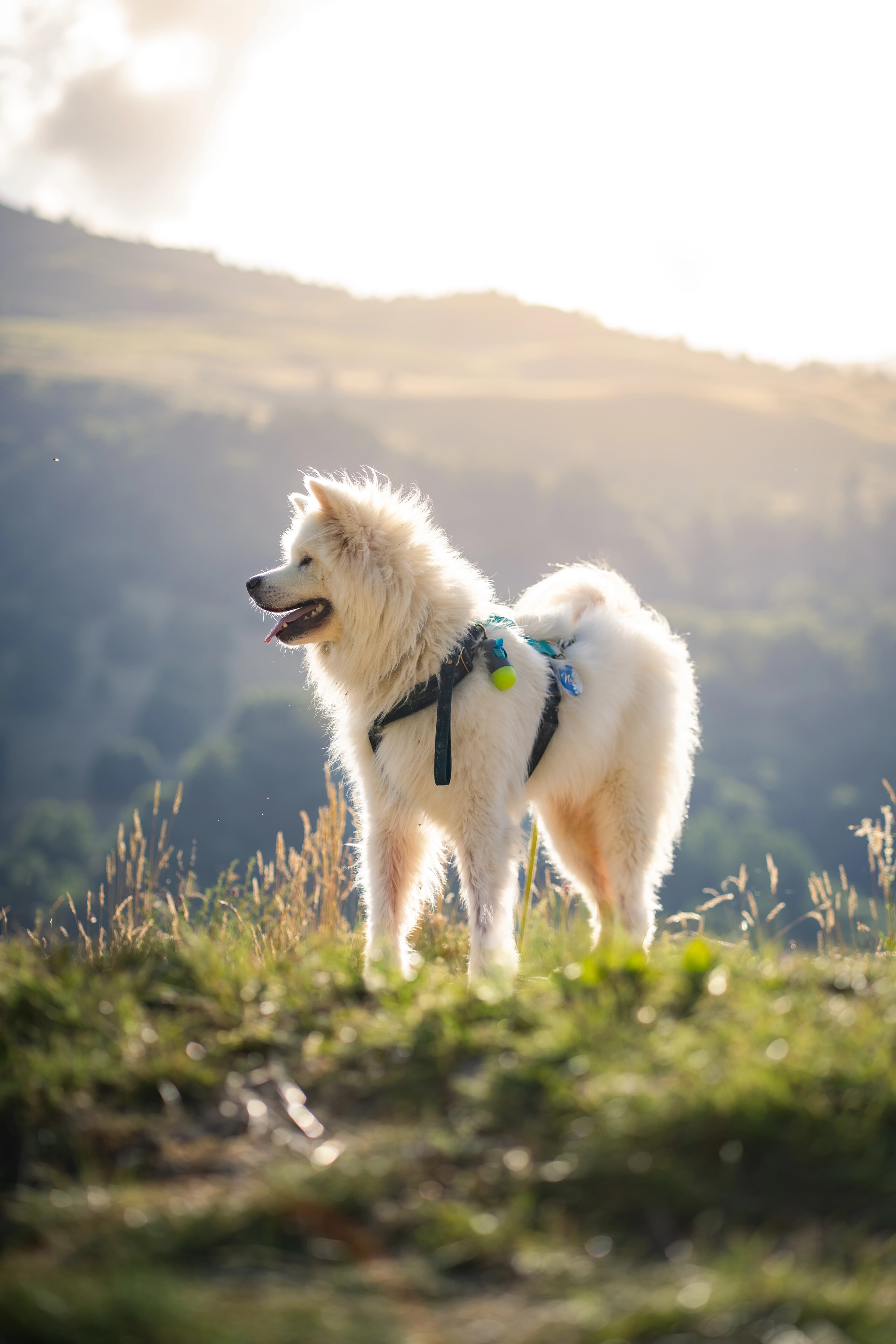 Photo du photographe Romain Martin d'une BMW M4 blanche